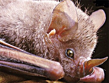 FlickerBat