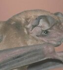 LittleBat