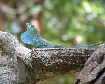 w-BluethroatedAnole4.jpg